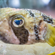 Illustration for article titled Japans Ultra-Poisonous Pufferfish Holds the Key to the Pain Killers of the Future